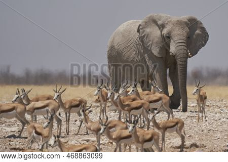 African Elephant (loxodonta Africana) Approaching A Waterhole In Etosha National Park, Namibia