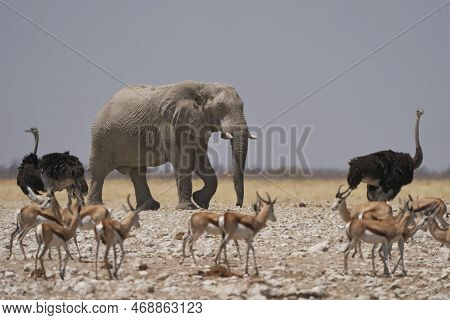 African Elephant (loxodonta Africana) Approaching A Waterhole In Etosha National Park, Namibia