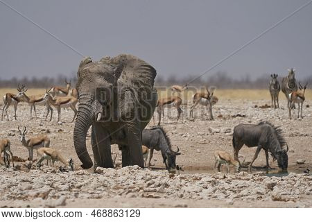 African Elephant (loxodonta Africana) Drinking At A Waterhole In Etosha National Park, Namibia