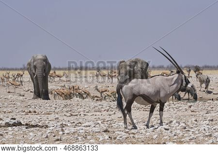 Gemsbok (oryx Gazella) At A Waterhole Crowded With Elephant And Other Animals In Etosha National Par