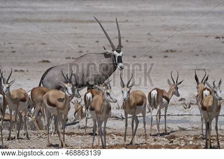 Gemsbok (oryx Gazella) At A Waterhole Crowded With Antelope And Other Animals In Etosha National Par