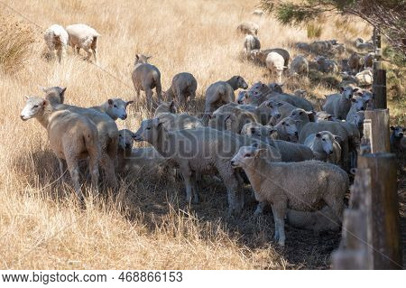 The View Of Sheep Herd Hiding Under Tree Shadow In A Sunny Day, Duder Regional Park, Auckland City, 