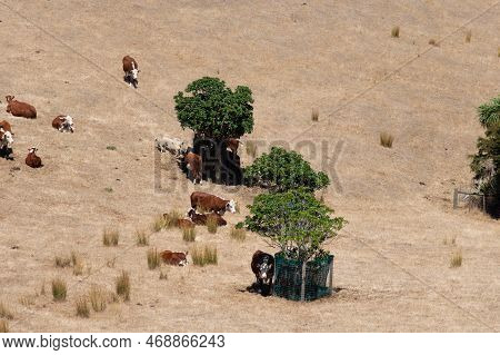 The View Of Cows' Hiding Under Small Trees Shadow In A Sunny Day, Duder Regional Park, Auckland City