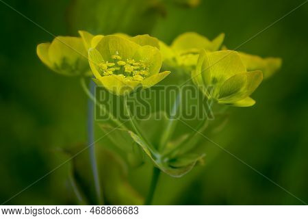 Bupleurum Aureum Close Up On A Blurred Background Close-up.