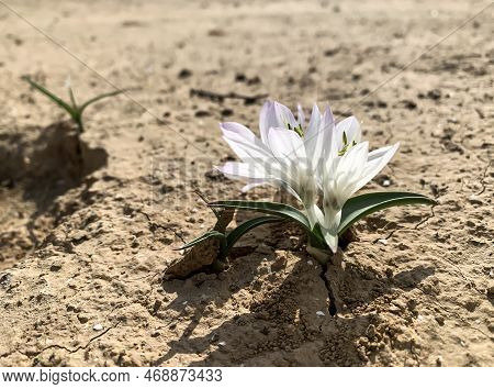 Flowering Of Colchicium (lat. - Colchicum Ritchii) In The Winter In The Negev Desert