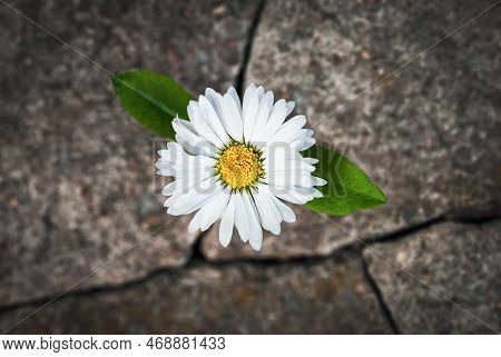 White Flower Growing In Cracked Stone, Hope Life Rebirth Resilience Symbol