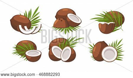 Cartoon Coconuts. Cracked Coconut Vector Illustration On White For Coir Powder Sugar, Closeup Coco P