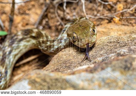 Cat-eyed Snake, Madagascarophis Colubrinus Is A Species Of Snake Of The Family Pseudoxyrhophiidae, N