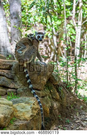 Ring-tailed Lemur (lemur Catta), Mother With Baby On Back Sitting On Stone. Endangered Endemic Anima