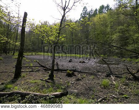 Drought - A Dry Lake In The Middle Of A Forest.