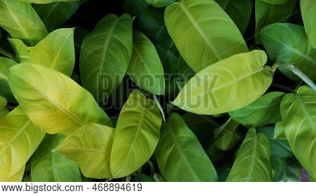 Close Up On Cute Heart Shaped Leaves Of Heart Leaf Philodendron Philodendron Scandens, Sweetheart Pl
