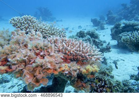 Colorful, Picturesque Coral Reef At Bottom Of Tropical Sea, Hard Corals, Underwater Landscape