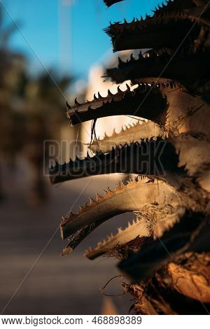 Close Up Of Palm Tree Bark Backlit By Warm Sunset Sunlight. Wooden Texture Of A Dark Brown Palm Tree