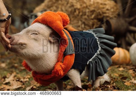 White Mini Pig In A Smart Suit Posing On An Autumn Background