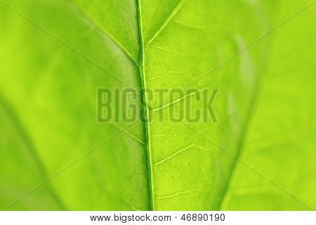 Frische Dreen Blatt Textur Makro Nahaufnahme