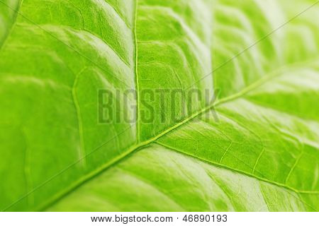 Frische Dreen Blatt Textur Makro Nahaufnahme