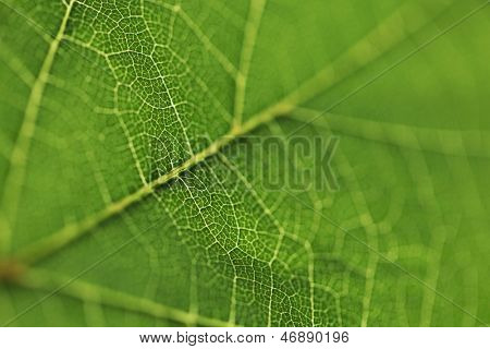 Frische Dreen Blatt Textur Makro Nahaufnahme