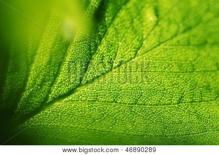 Frische Dreen Blatt Textur Makro Nahaufnahme