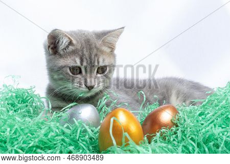 Little Gray Kitten Lying On A Paper Straw And Playing With Easter Eggs. Hunt Easter Eggs Concept. Ea