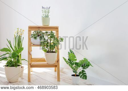 The House Plants On Wooden Ladder Indoor