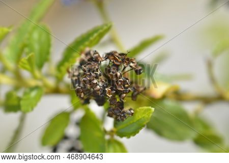 Creeping Blue Blossom Brown Dry Seed Pods