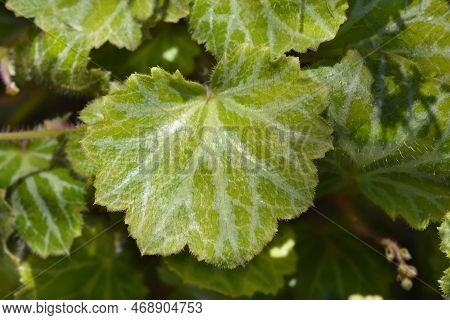 Creeping Saxifrage Leaves In The Garden In Spring