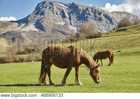 Horses In A Green Valley. Castilla Y Leon Landscape. Spain