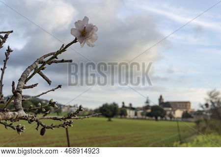 Close-up Of An Almond Blossom, In The Background A General View Of The Mallorcan Village Of Ca's Con