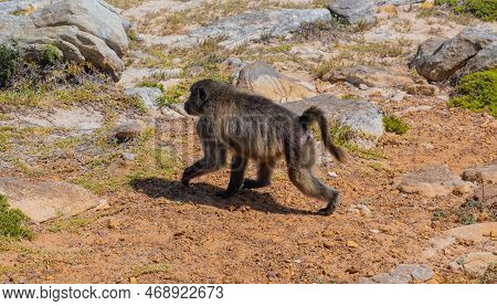 Baboon At The Cape Of Good Hope In South Africa