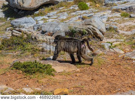 Baboon At The Cape Of Good Hope In South Africa