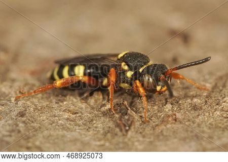 Detailed Macro Shot Of A Colorful Wasp-mimicking Solitary Cleptoparasite Cuckoo Bee, Nomada Rufipes,