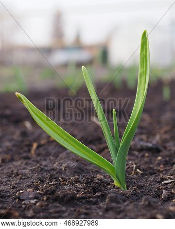 Garlic Sprouts Sprouting From The Soil. Vertical Stories Illustration. Spring And The New Agricultur