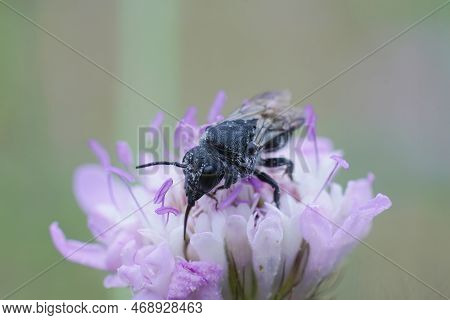 Natural Closeup Of The Black Cleptoparasite Cuckoo Bee, Stelis Simillima Sitting On A Purple Scabiou