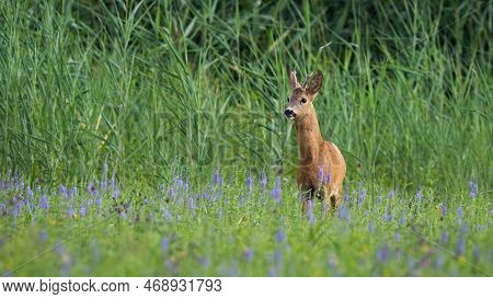 Roe Deer Standing On Wildlfower Meadow In Summer Nature