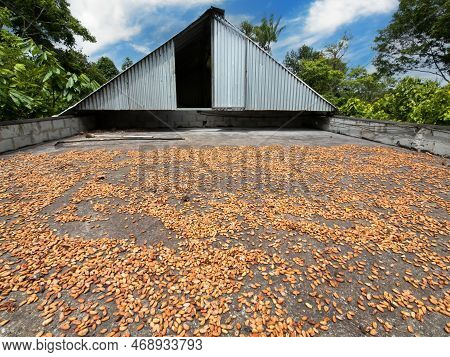 Cocoa Pods Drying On Barge At Cocoa Farm..