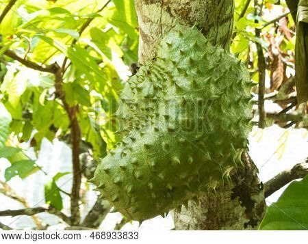 Green Fresh Tropical Fruit Soursop Or Annona Muricata Or Sirsak.