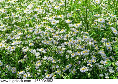 Beautiful Wild Growing Flower Mexican Daisy On Background Meadow