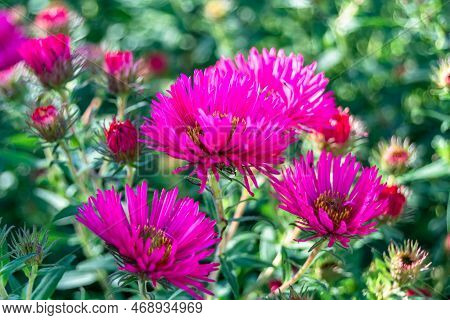 Photography On Theme Beautiful Wild Growing Flower Lampranthus