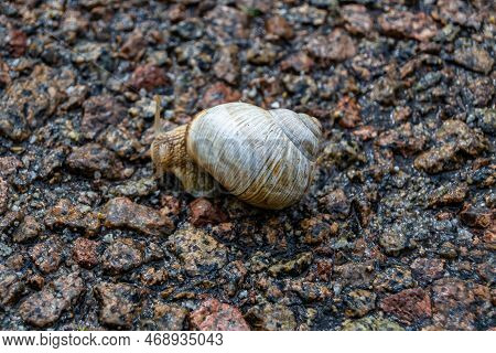 Big Garden Snail In Shell Crawling On Wet Road Hurry Home