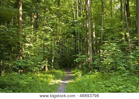 Waldweg mit Sonnenstrahlen