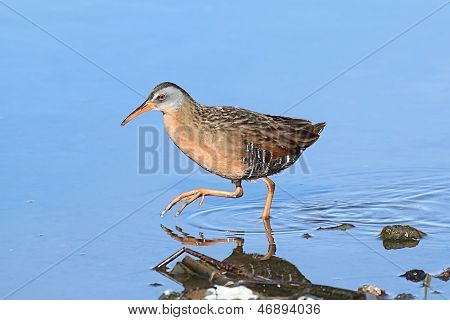 Virginia Rail (Rallus Limicola)