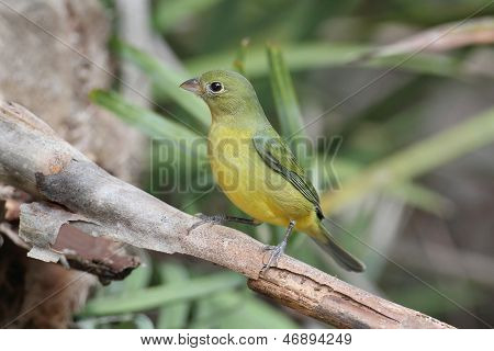 Malované Bunting (passerina Ciris)