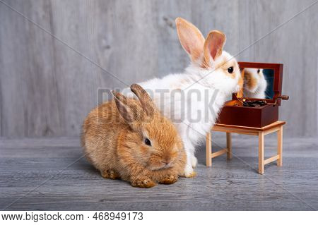 Cute Adorable Two Rabbits Sitting Together On Grey Wooden Background White One Looking At Mirror And