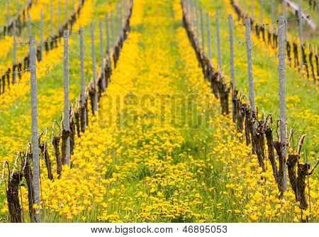 Close Up Of The Yellow Turkish Tulip By Old Vine In Vineyard