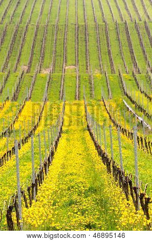 Close Up Of The Yellow Turkish Tulip By Old Vine In Vineyard