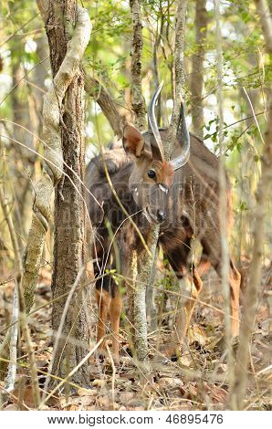 nyala maschio nella foresta