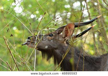 nyala maschio nella foresta