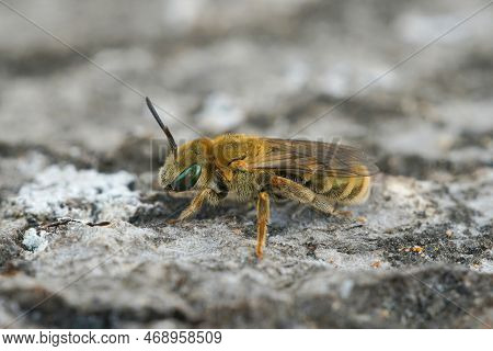 Detailed Close Up Of A Colorful Female Of The Small Golden Furrow Bee, Halictus Subauratus Sitting O