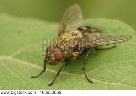 Natural Closeup Of A Hairy Fly , Pollenia Species, Against A Blurred Background, Sitting On A Green 