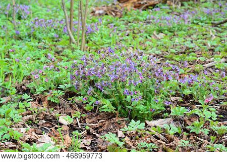 A Close-up On Beautiful Pulmonaria, Lungwort Blooming With Pink And Purple Delicate Flowers In The W